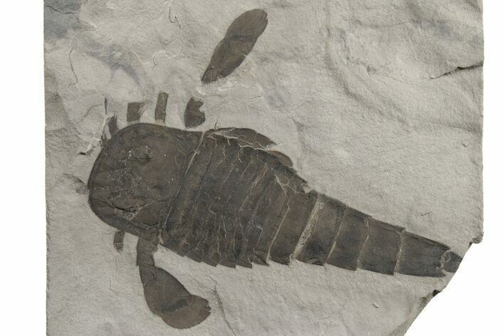 Eurypterus (Sea Scorpion) Fossil - New York #236964